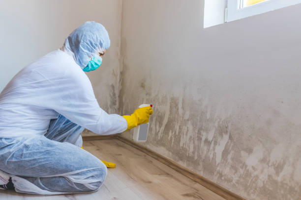 Licensed Black Mold Removal service in Cranbury, NJ - WQB Mold Removal