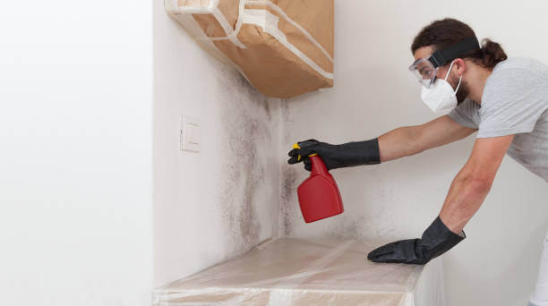 Professional Black Mold Removal technician working in Cranbury, NJ