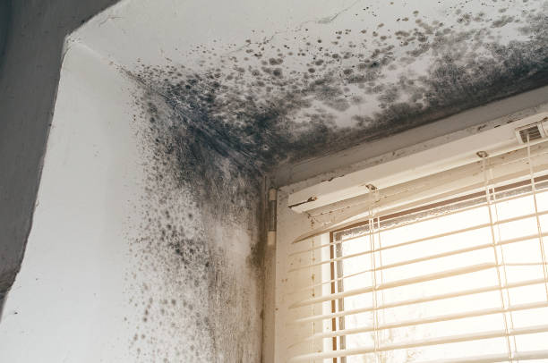 Affordable Black Mold Removal solutions in Cranbury, NJ